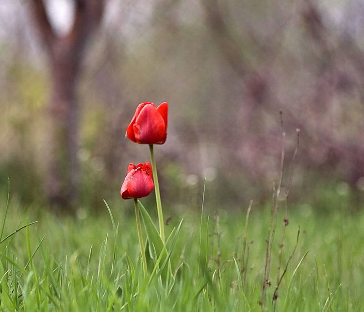 photo "***" tags: nature, flowers