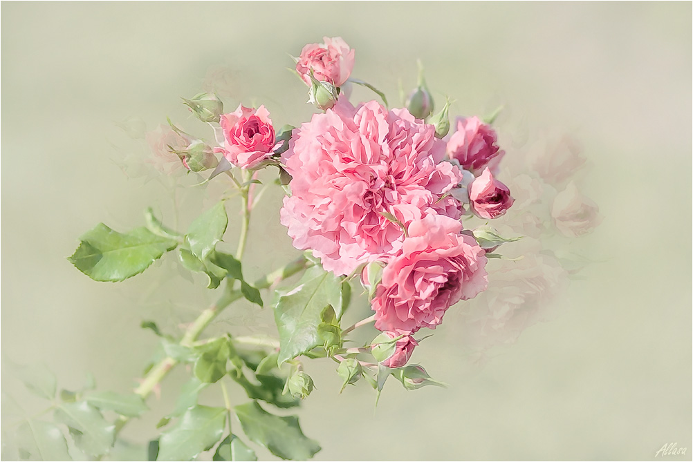 фото "Светлые чувства. Винтажные розы" метки: природа, digital art, цветы
