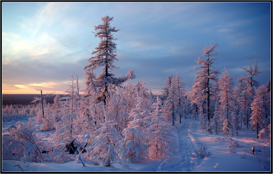 photo "***" tags: landscape, forest, winter