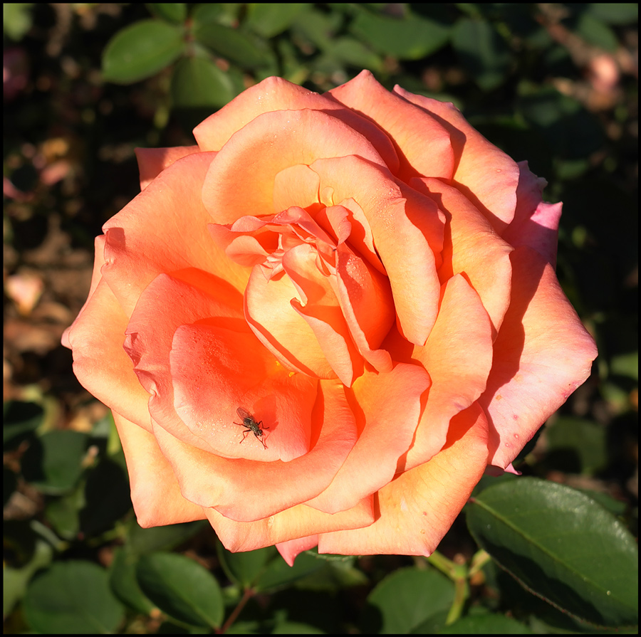 photo "Enjoing the aroma" tags: nature, fragment, flowers