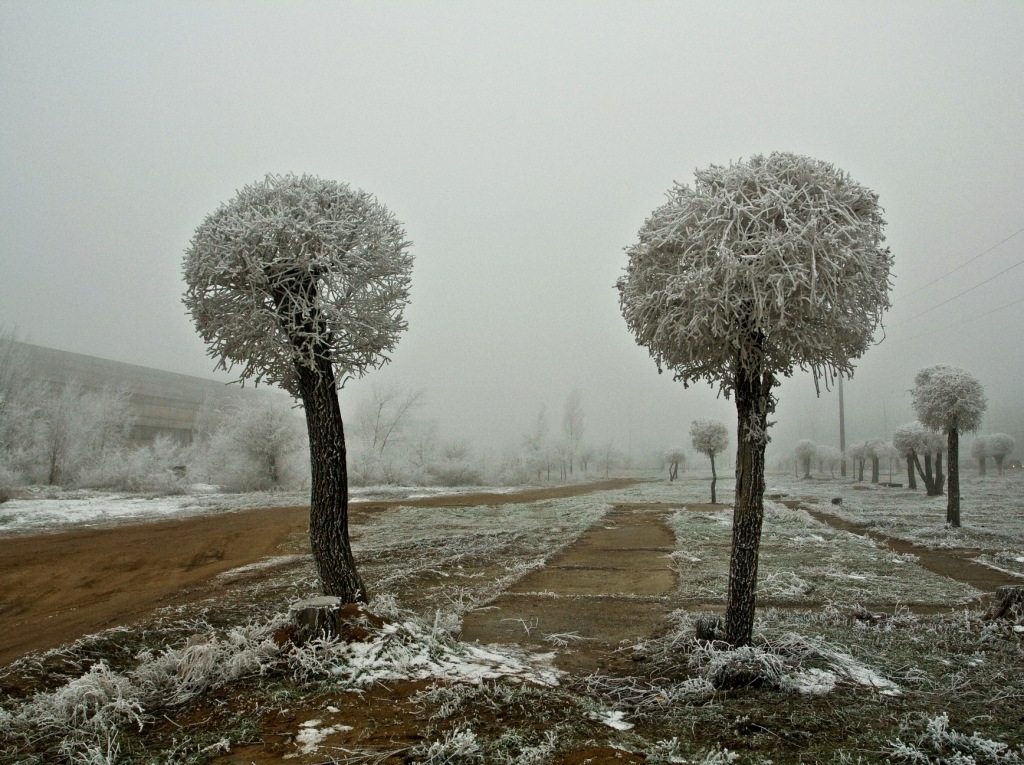 photo "Заснеженные одуванчики" tags: landscape, city, winter