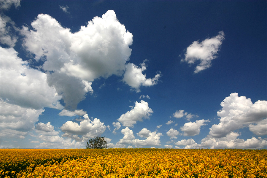 photo "Spring in the field" tags: landscape, clouds, sky, spring