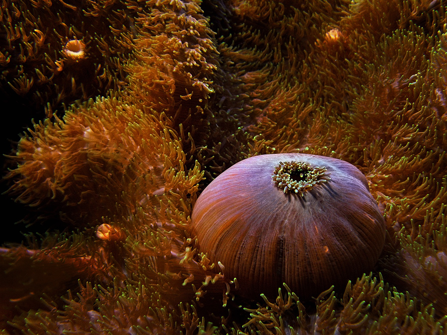 photo "The mouths of the world VI" tags: underwater, macro and close-up, 