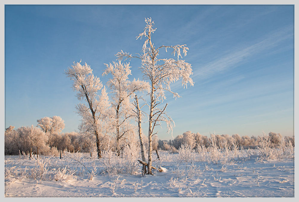 фото "На опушке" метки: пейзаж, зима