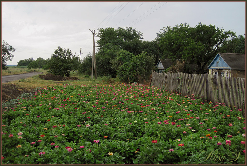 photo "Poverty, but beautifully!" tags: landscape, flowers, summer