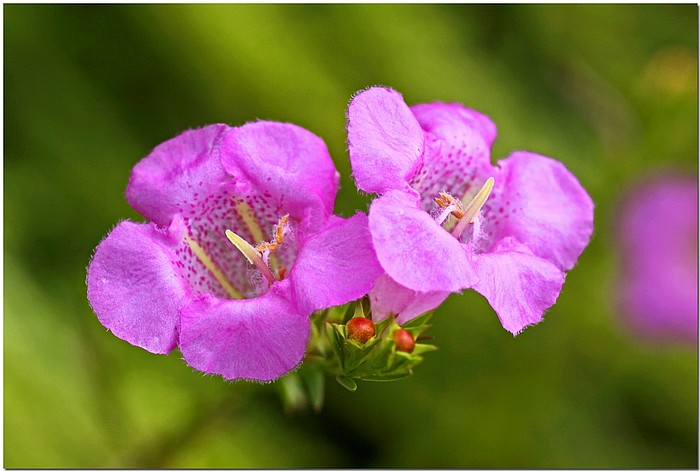 photo "Wild Pink 2" tags: nature, macro and close-up, flowers