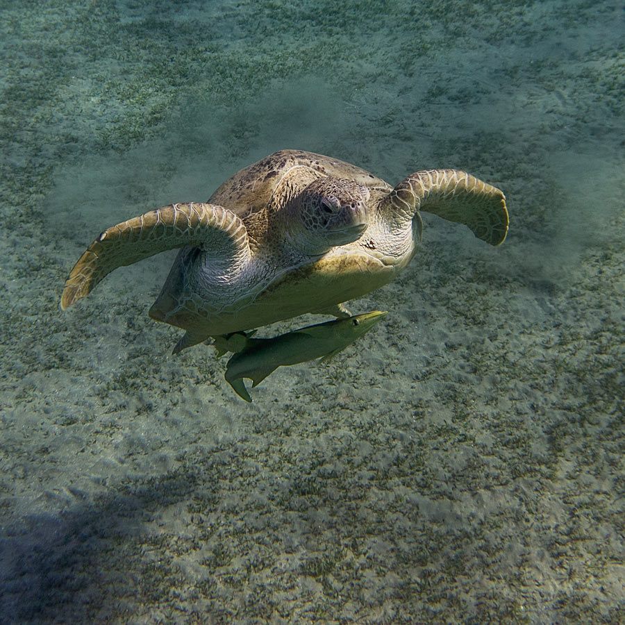 photo "***" tags: underwater, travel, Africa