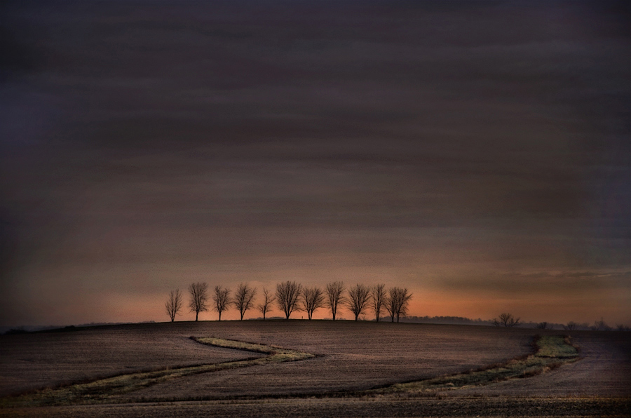 photo "Trees on a Hill" tags: landscape, 