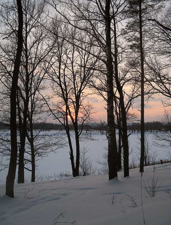 photo "At sunset." tags: landscape, forest, winter