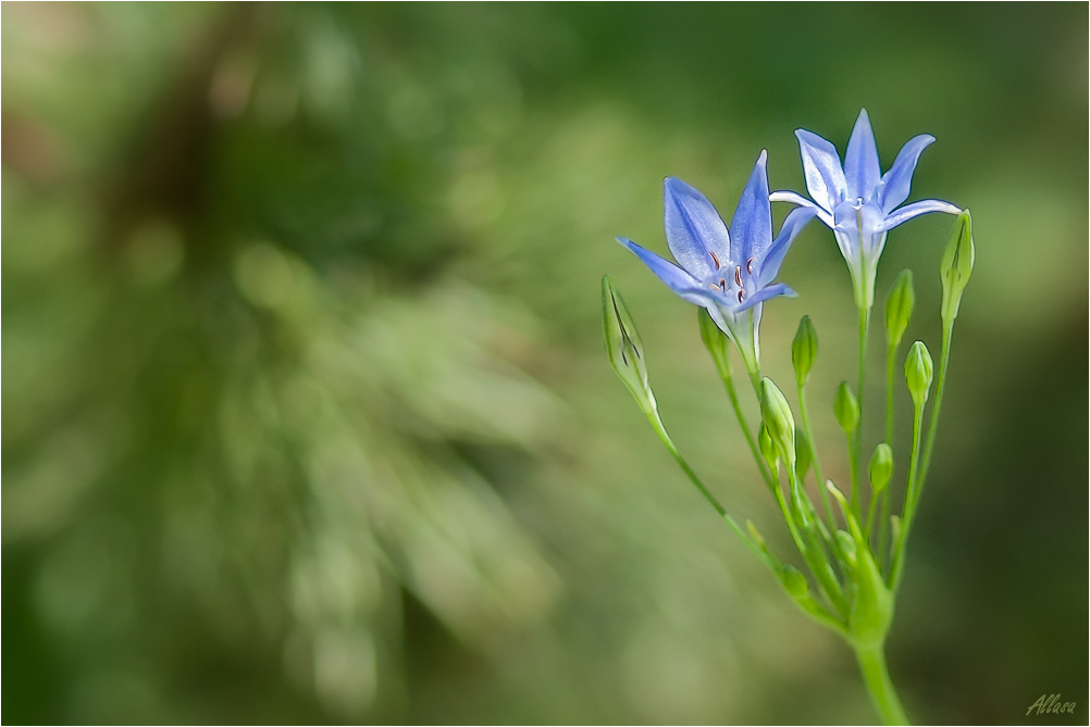 photo "***" tags: nature, flowers