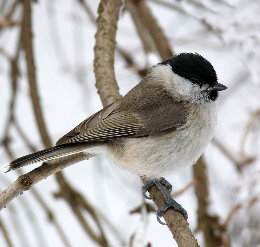 photo "***" tags: nature, wild animals