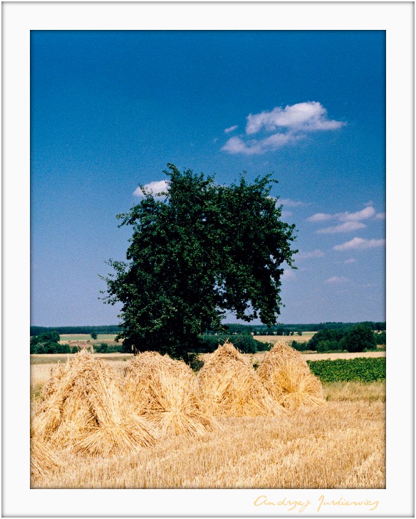 photo "Летο 1994 г." tags: landscape, summer