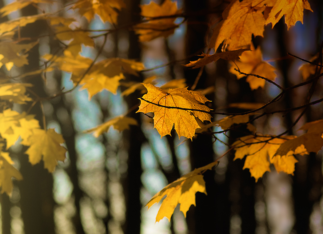 photo "Solo gold leaf." tags: landscape, autumn, forest