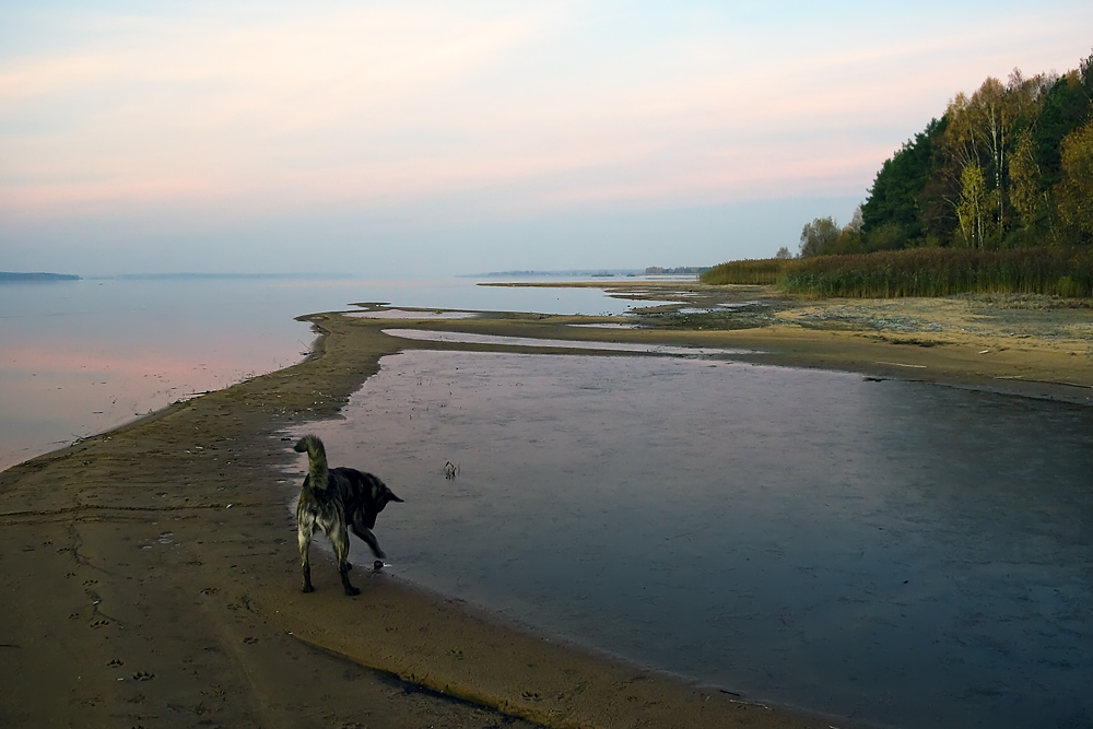 photo "***" tags: landscape, nature, pets/farm animals, water