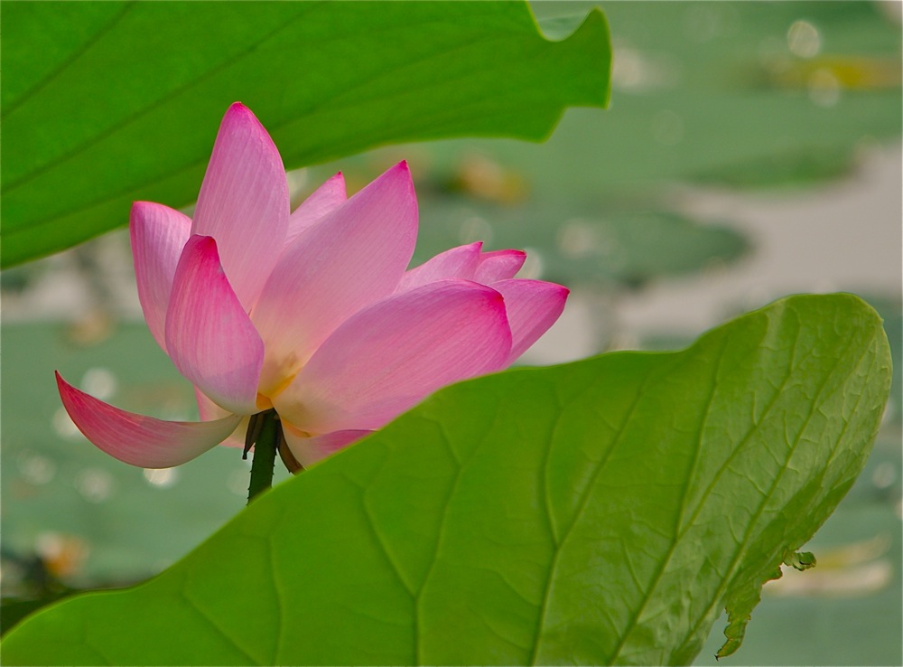 photo "***" tags: nature, flowers