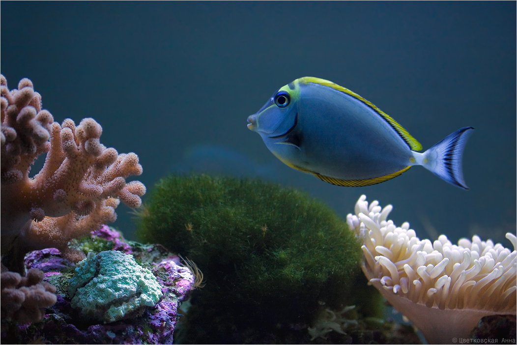 photo "***" tags: underwater, fish