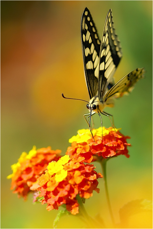 photo "***" tags: nature, flowers, insect