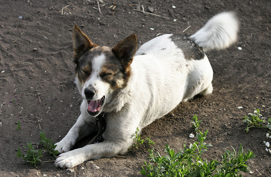 photo "***" tags: nature, pets/farm animals