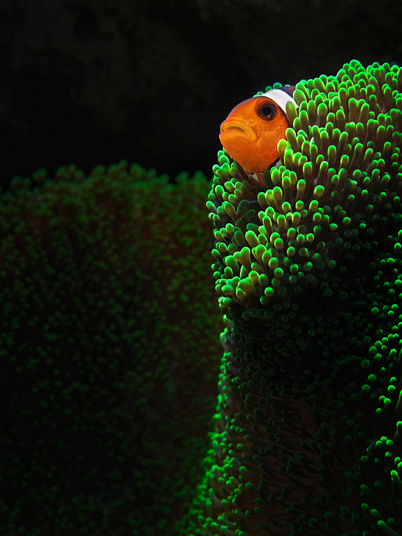 photo "Sentry" tags: underwater, macro and close-up, 