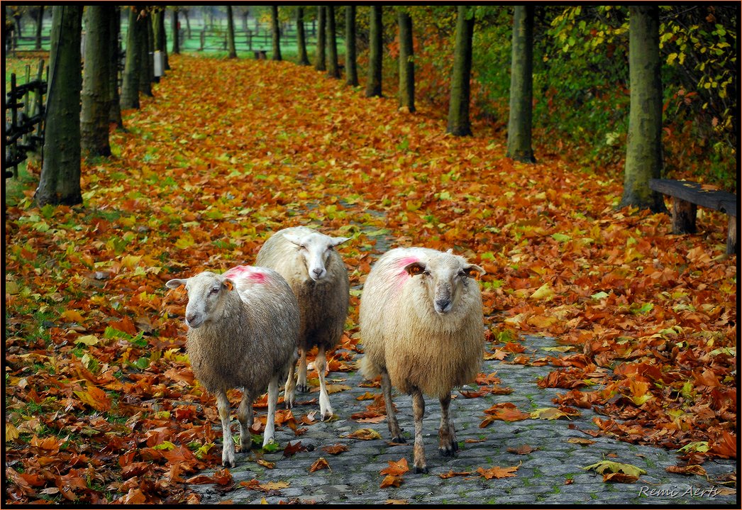 photo "trio" tags: landscape, nature, autumn, pets/farm animals