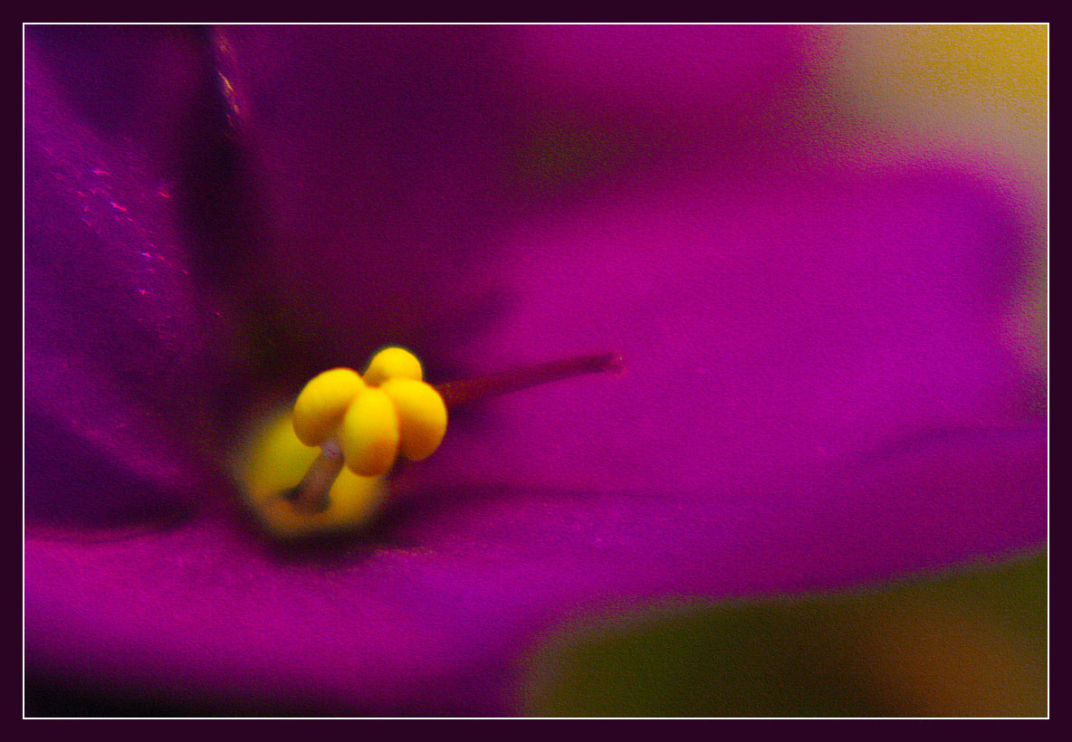 photo "***" tags: macro and close-up, 