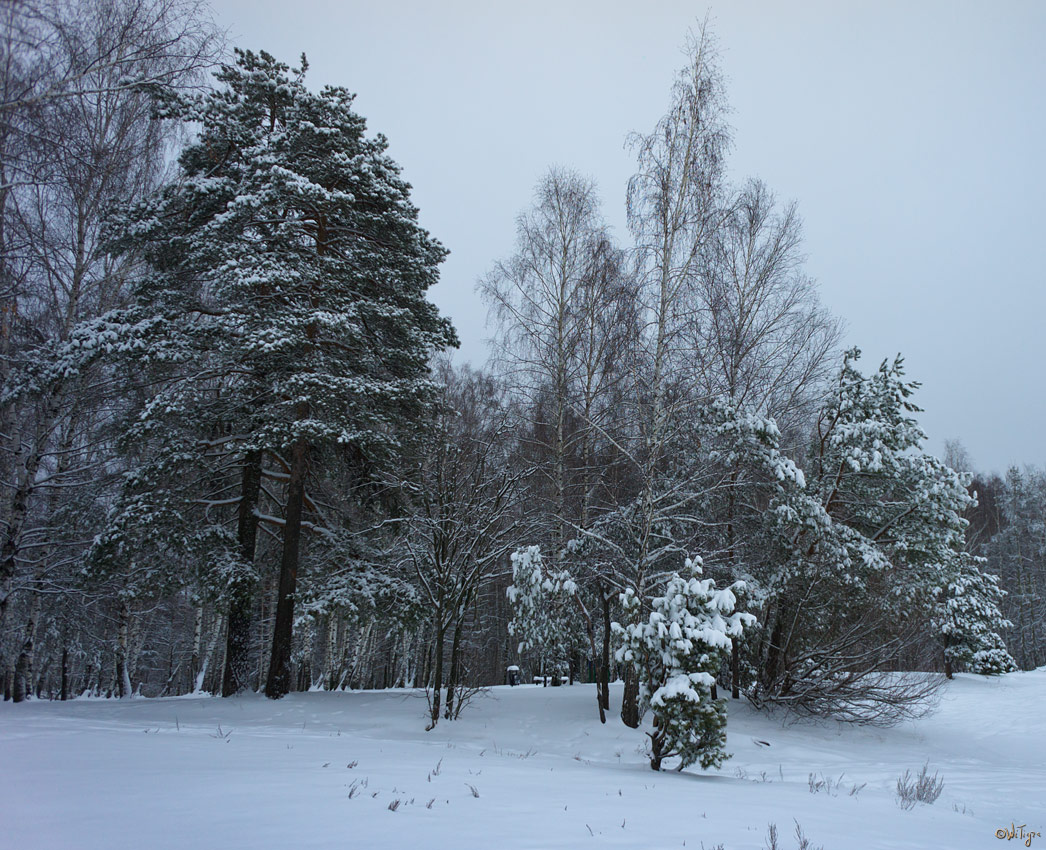 photo "***" tags: landscape, forest, winter