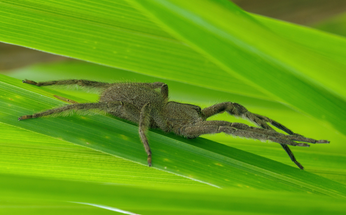 photo "***" tags: macro and close-up, nature, insect