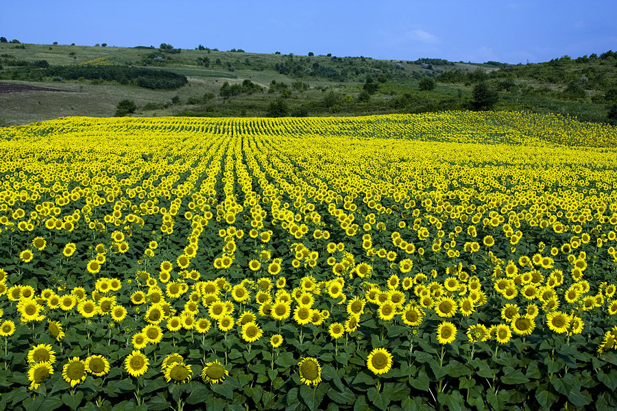 photo "Morning of July" tags: landscape, field, summer, sunflower