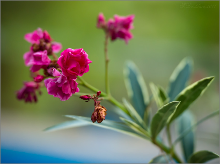 photo "Colores de otoño" tags: nature, flowers