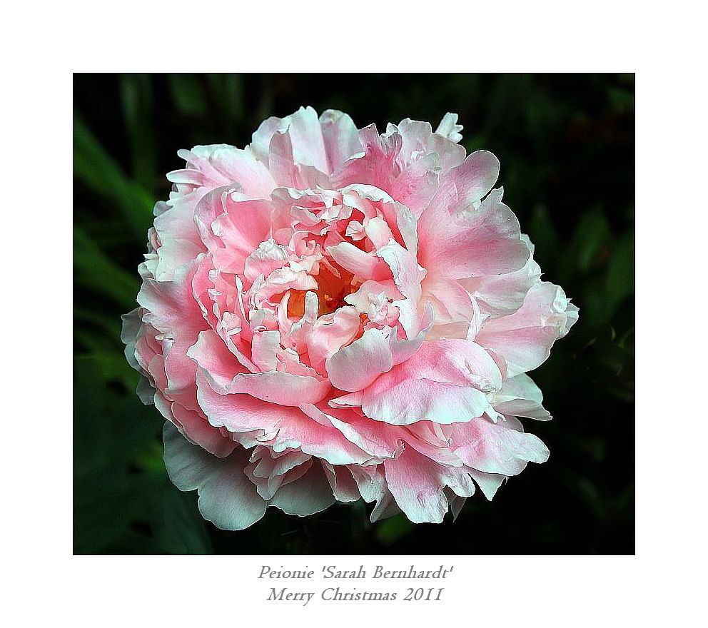 photo "Peonie 'Sarah Bernhardt'" tags: nature, macro and close-up, flowers