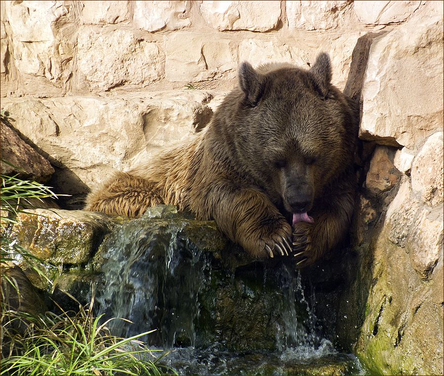 photo "Bear's SPA" tags: nature, genre, wild animals
