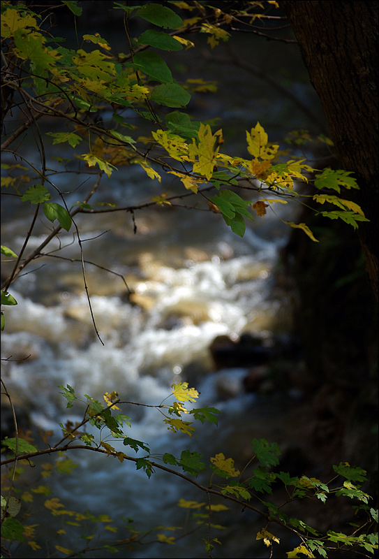 photo "***" tags: landscape, autumn, forest