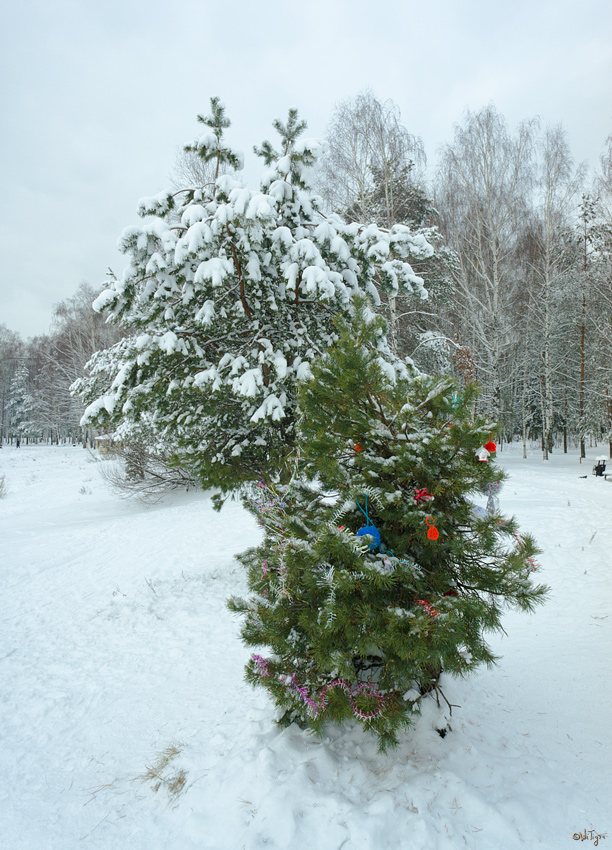 photo "***" tags: landscape, forest, winter