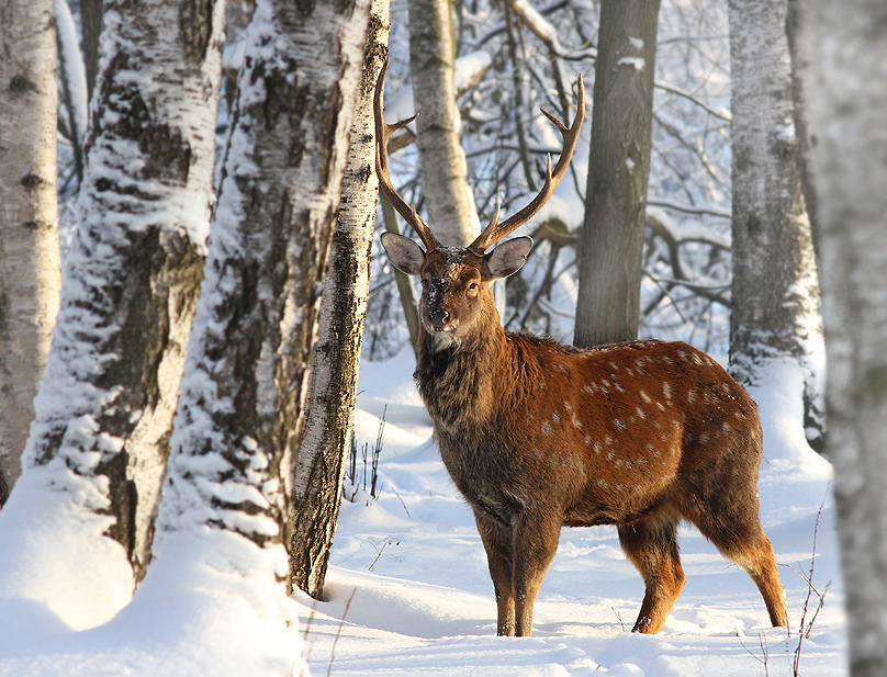 photo "***" tags: nature, wild animals