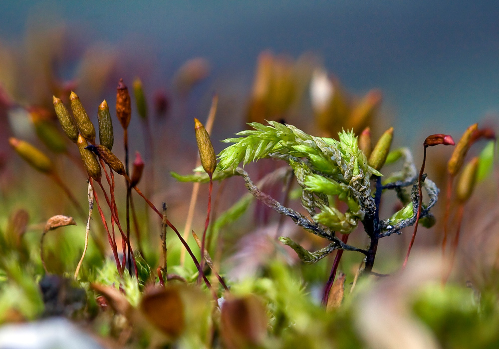 photo "In the realm of mosses" tags: macro and close-up, 