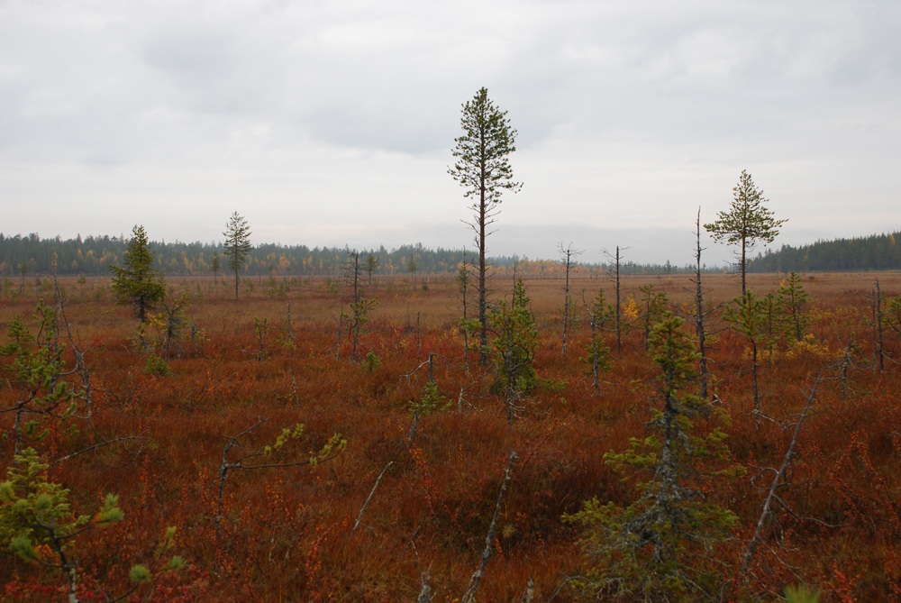 photo "Northern swamp" tags: landscape, autumn, forest