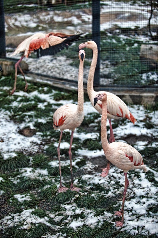 фото "розовый фламинго" метки: природа, дикие животные