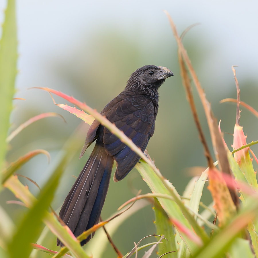 photo "***" tags: nature, wild animals