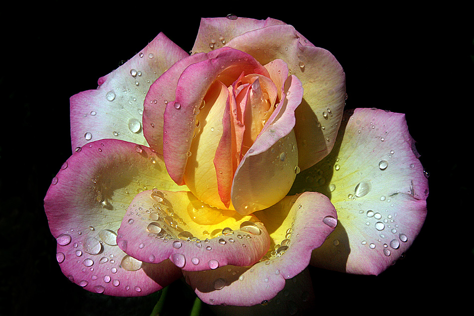 photo "Diamond petals" tags: nature, macro and close-up, colour, drop, flowers, rose