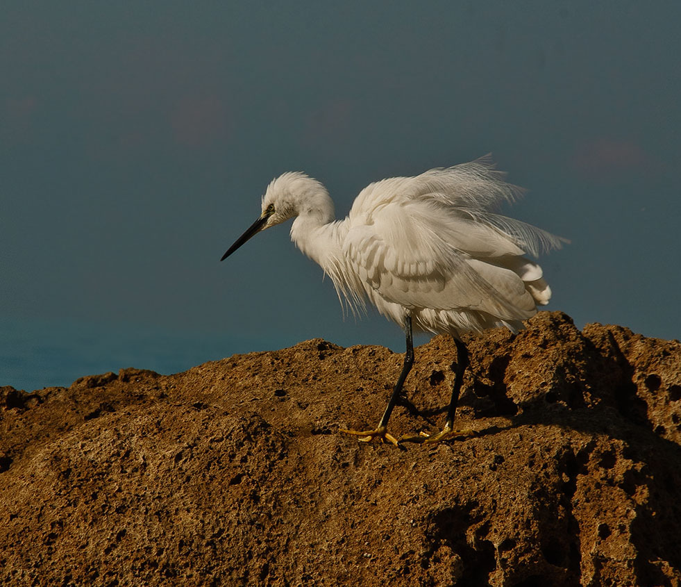 photo "***" tags: nature, wild animals