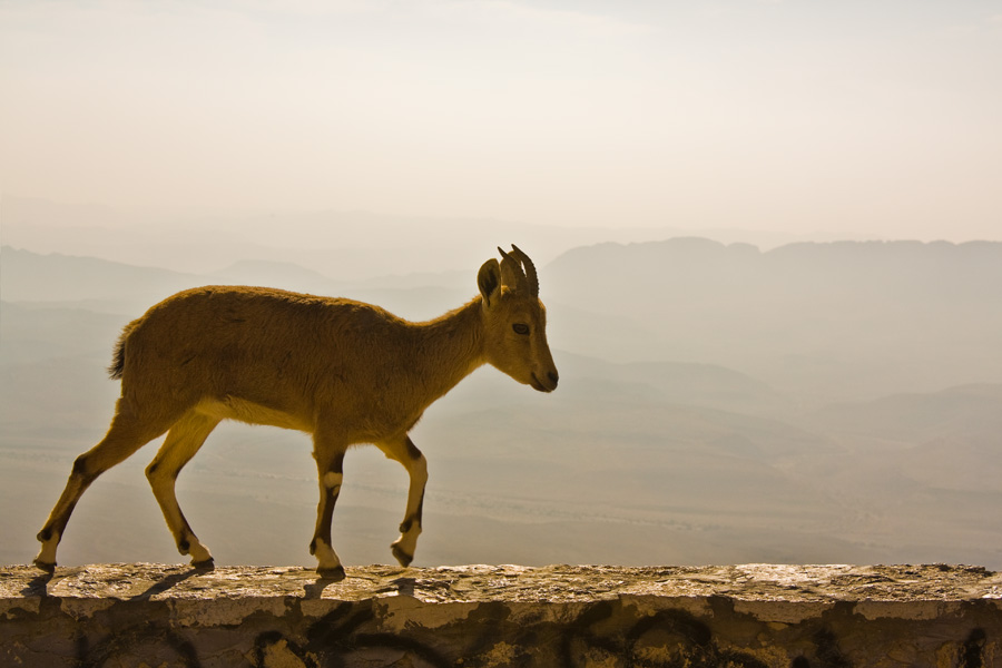 photo "***" tags: landscape, nature, mountains, wild animals