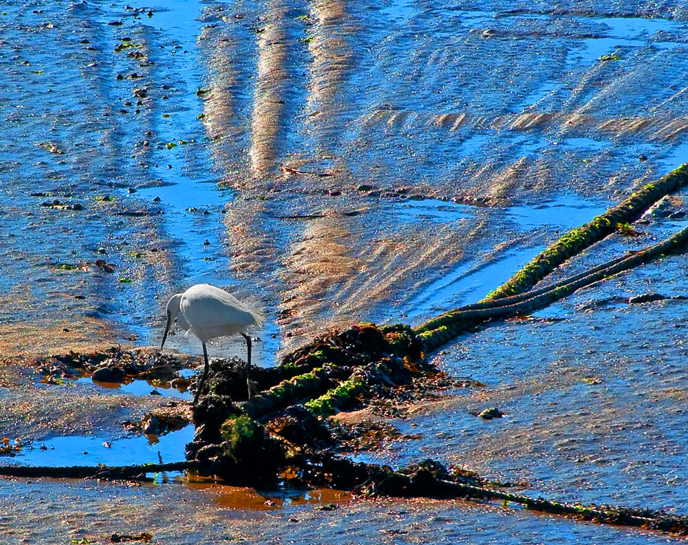 photo "SEARCH" tags: landscape, nature, water, wild animals
