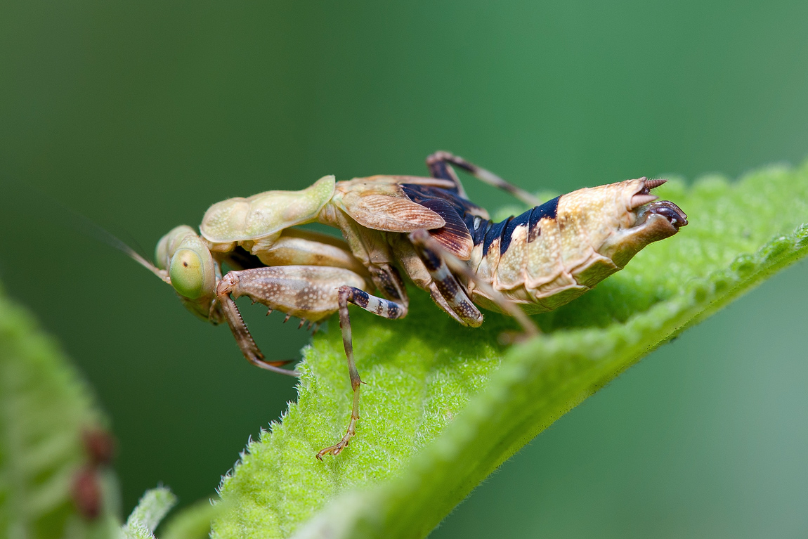 photo "***" tags: nature, macro and close-up, insect