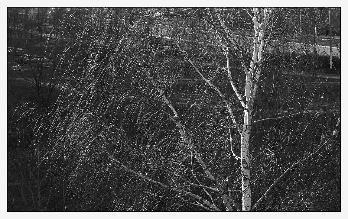 фото "Берёзовый дождь" метки: пейзаж, черно-белые, осень