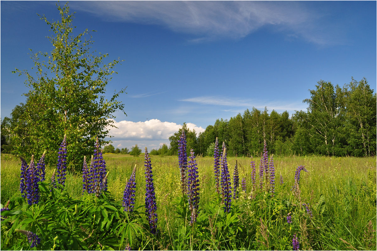 photo "***" tags: landscape, flowers, summer