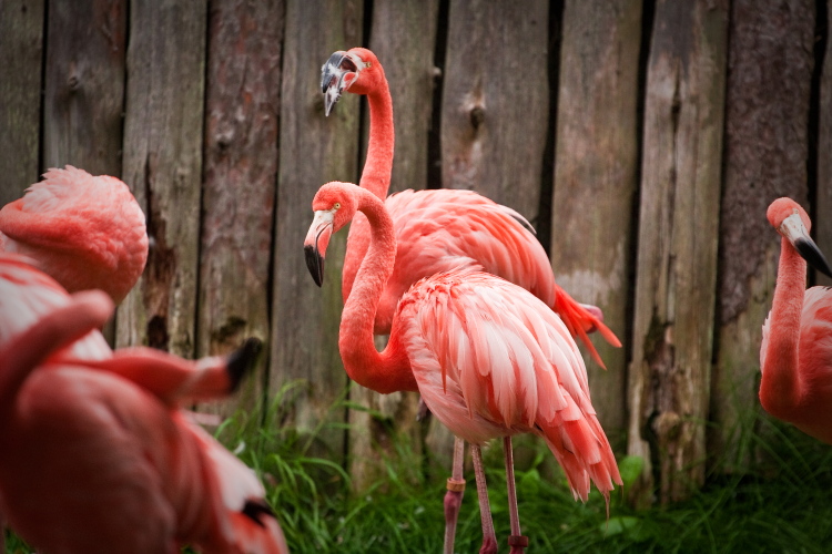 photo "They're Watching Us" tags: nature, genre, wild animals