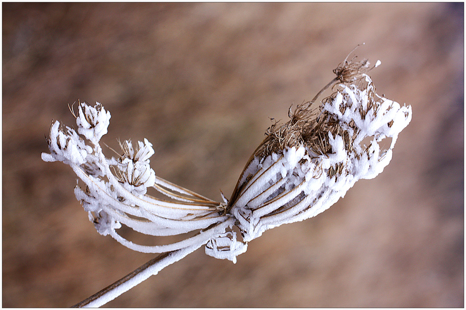 photo "Glaze of ice" tags: nature, macro and close-up, winter