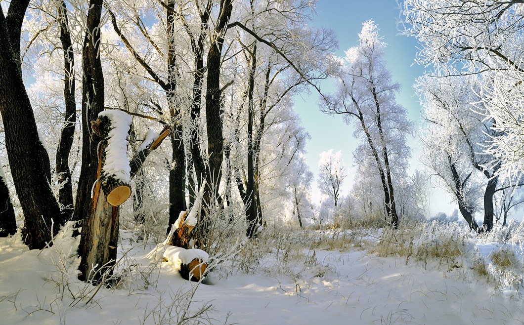 фото "***" метки: пейзаж, зима, лес