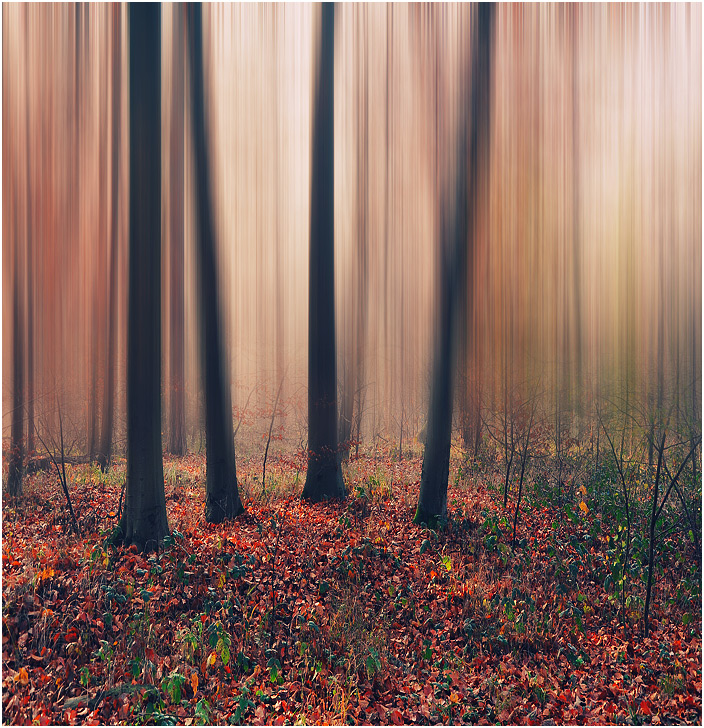 photo "***" tags: landscape, forest