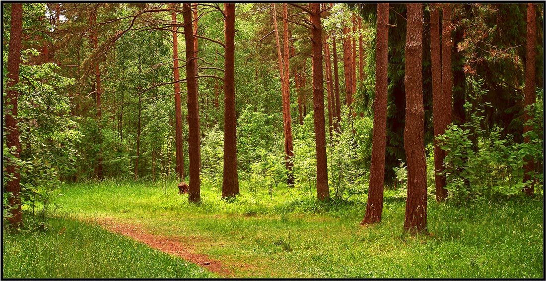 photo "***" tags: landscape, forest, summer